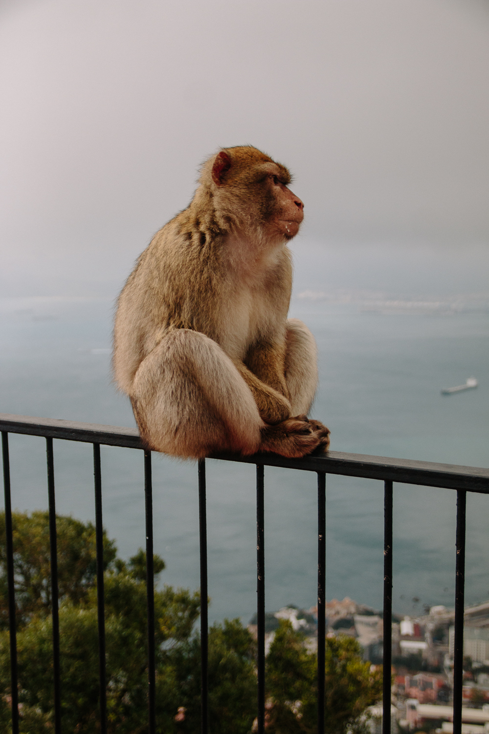 Gibraltar Monkeys